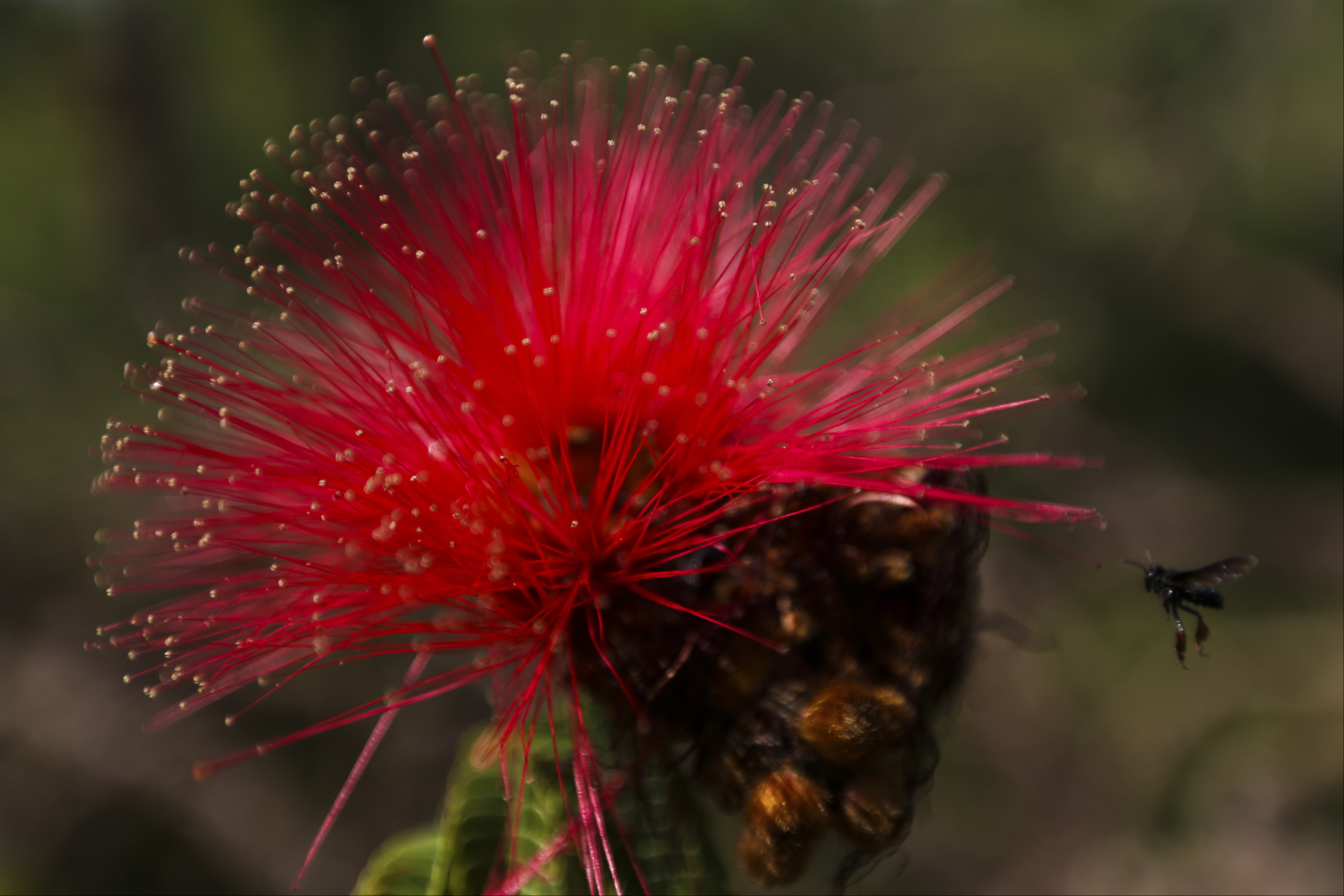Alto Paraíso de Goiás (GO) - Flor de Caliandra na região do Parque Nacional da Chapada dos Veadeiros (Marcelo Camargo/Agência Brasil)