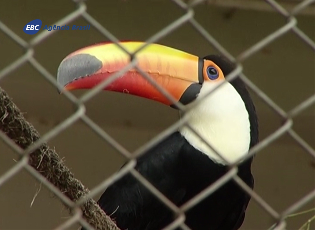 Defensores dos direitos dos animais questionam o atual modelo dos zoológicos