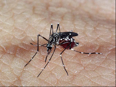 Aedes aegypt, dengue, mosquito